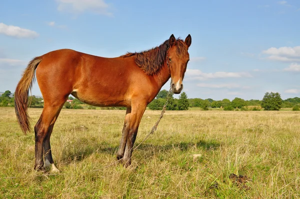 Paard op een zomer-pasturef — Stockfoto