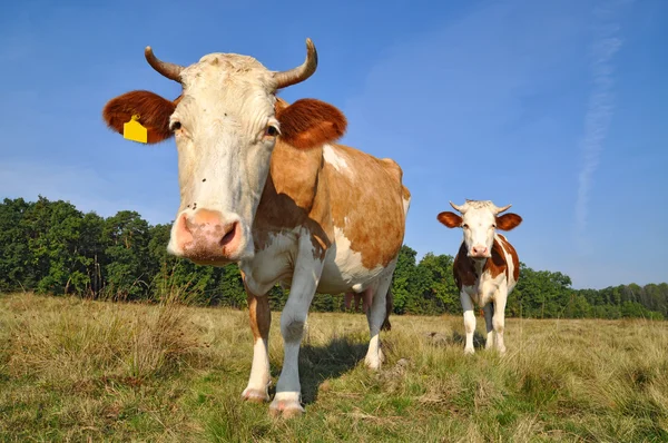 stock image Cows on a summer pasture