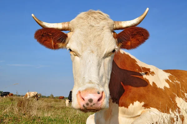 Testa di mucca — Foto Stock