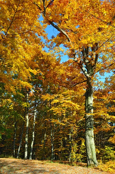 Herbst im Holz. — Stockfoto