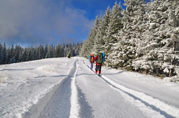Turistas en madera camino de invierno — Foto de Stock
