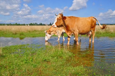 Cows on a summer pasture clipart