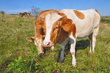 The calf on a summer pasture clipart