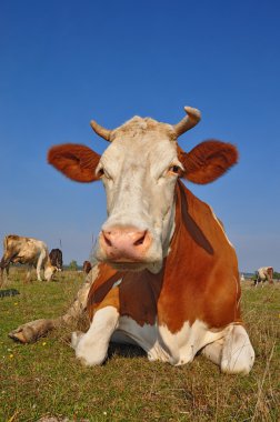 Yaz otlağında inek