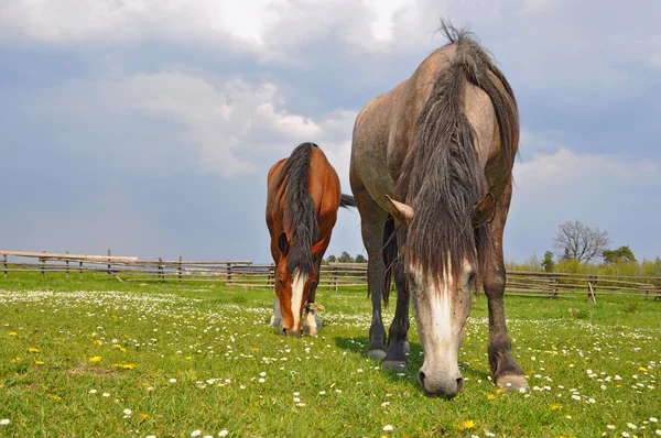 夏の牧草地で馬が — ストック写真