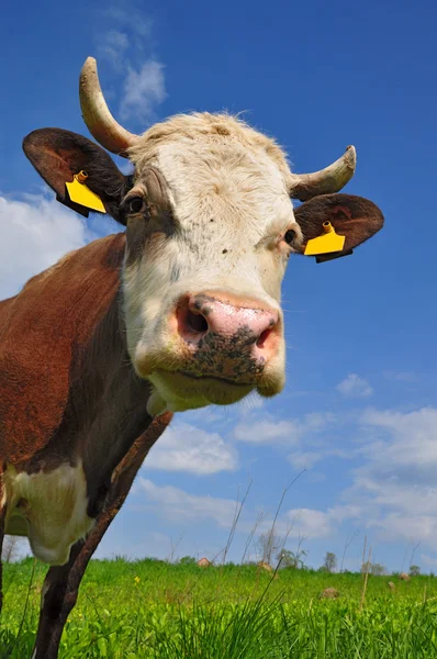Kopf einer Kuh — Stockfoto