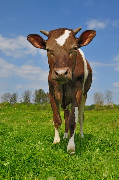 Il vitello su un pascolo estivo — Foto Stock