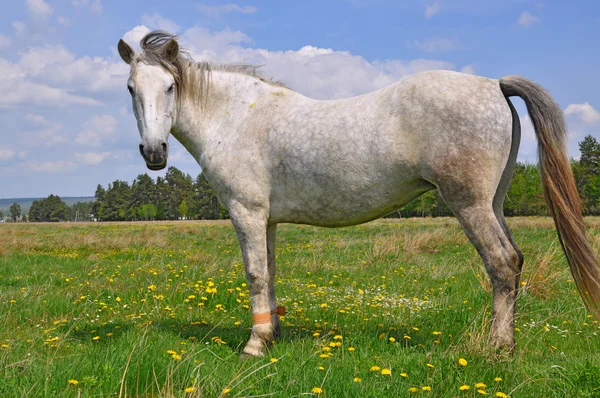 Häst på sommarbetesmark — Stockfoto