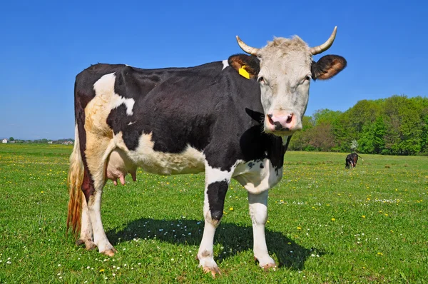 Stock image Cow on a summer pasture