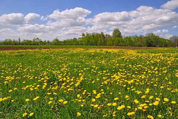 Tavaszi mező — Stock Fotó