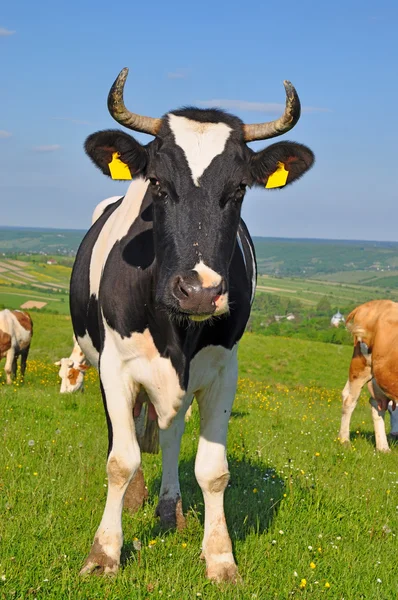 Vaca en un pasto de verano — Foto de Stock