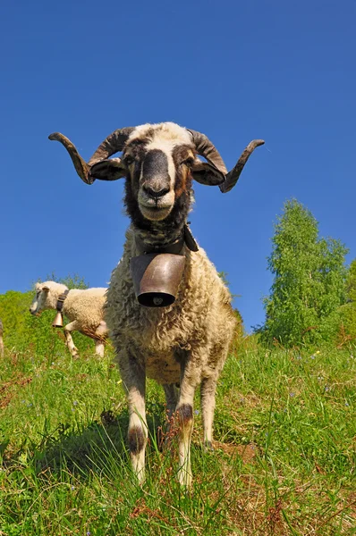 cencerros ovejas – Compra cencerros ovejas con envío gratis en