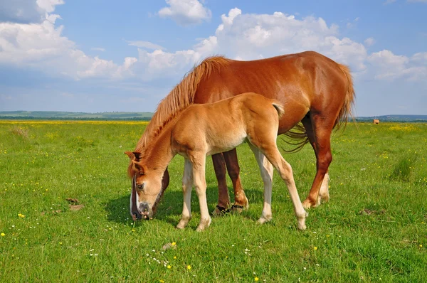 夏の牧草地ロバと馬 — ストック写真