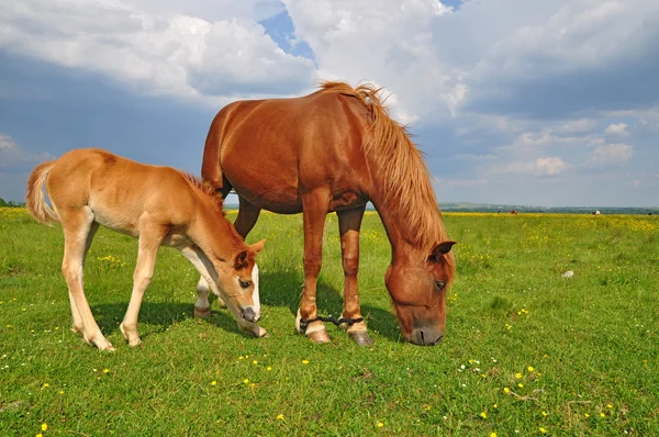 夏季牧场上的一匹母马与马驹 — 图库照片