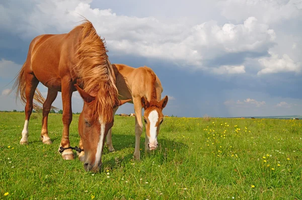 Um potro com uma égua em um pasto de verão — Fotografia de Stock