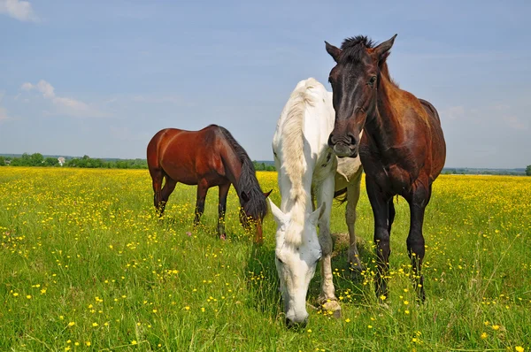 Cavalos em um pasto de verão — Fotografia de Stock