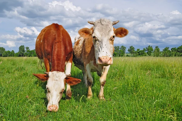 Lehmät kesälaitumella — kuvapankkivalokuva