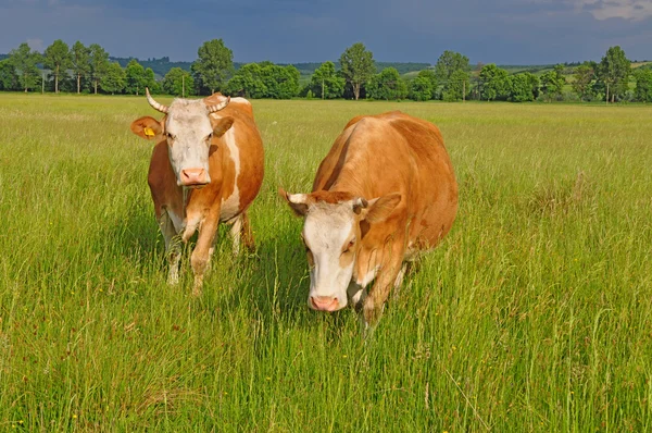 stock image Cows on a summer pasture