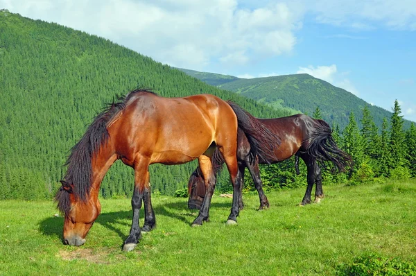 Yaz Dağı mera üzerinde atlar