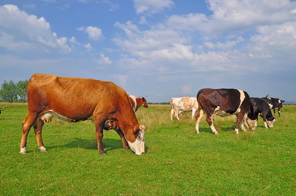 stock image Cows on a summer pasture