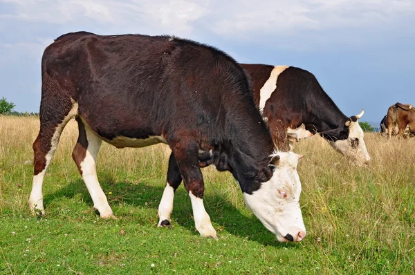 Mucche su un pascolo estivo — Foto Stock