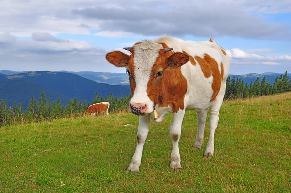 O bezerro em um pasto de montanha de verão — Fotografia de Stock