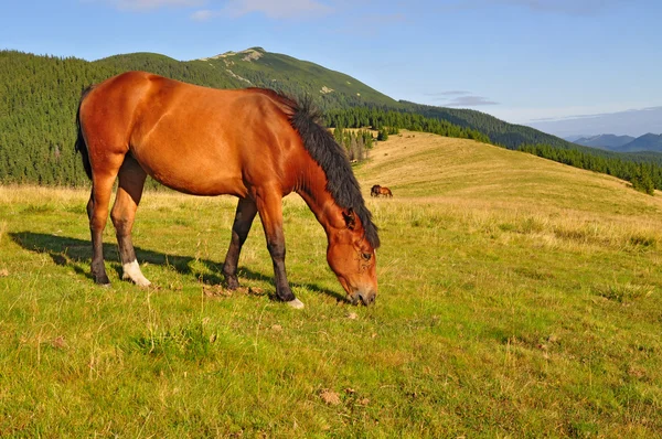 Häst på en fäbod berg — Stockfoto