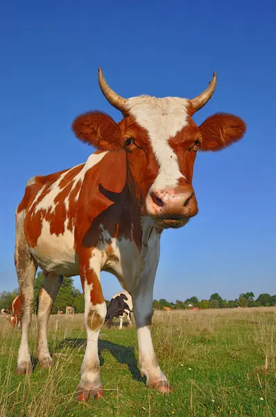 stock image Cow on a summer pasture