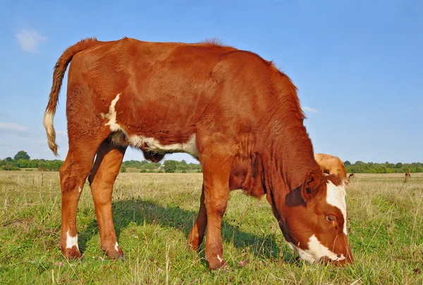 Das Kalb auf der Sommerweide — Stockfoto