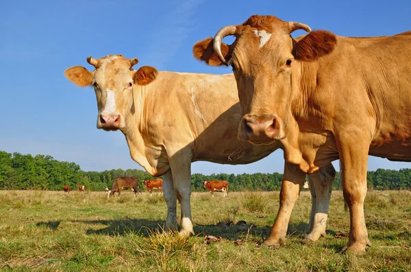 Krávy na letní pastvině. — Stock fotografie