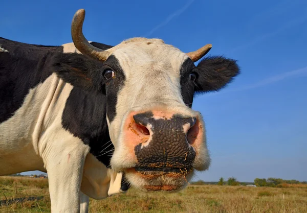Vache dans un pâturage d'été — Photo