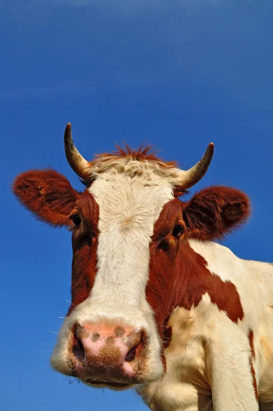 Head of the calf — Stock Photo, Image