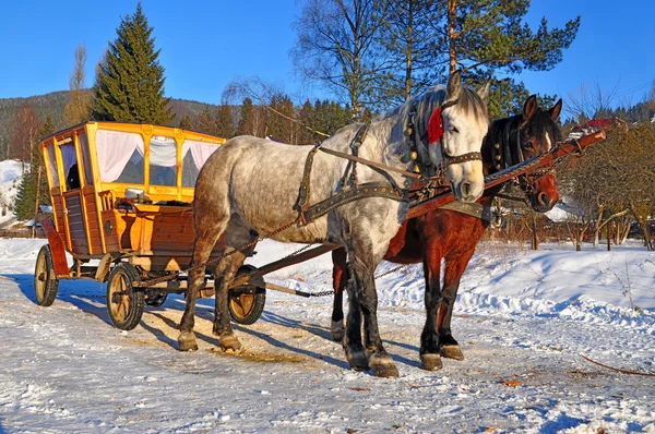Cavalos com o carro de madeira — Fotografia de Stock