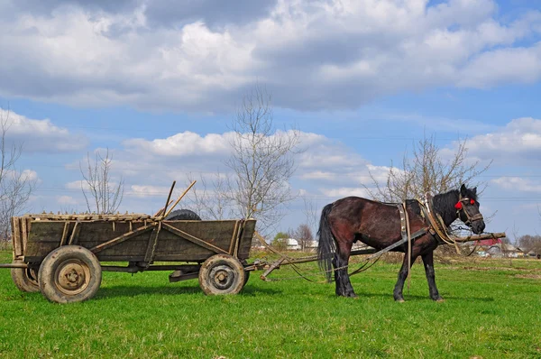 Koń z wózkiem — Zdjęcie stockowe
