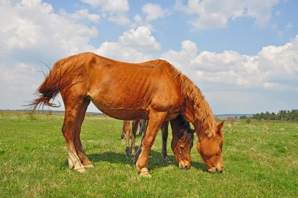 Konie na letnich pastwiskach. — Zdjęcie stockowe