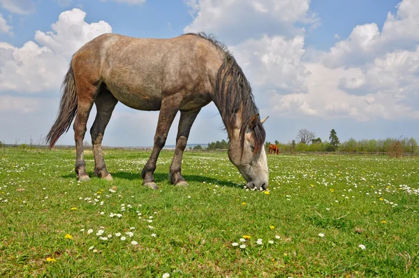 Hevonen kesälaitumella. — kuvapankkivalokuva