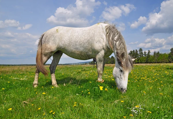 Häst på sommarbetesmark. — Stockfoto