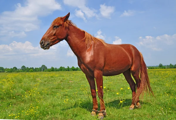 夏の牧草地で馬. — ストック写真