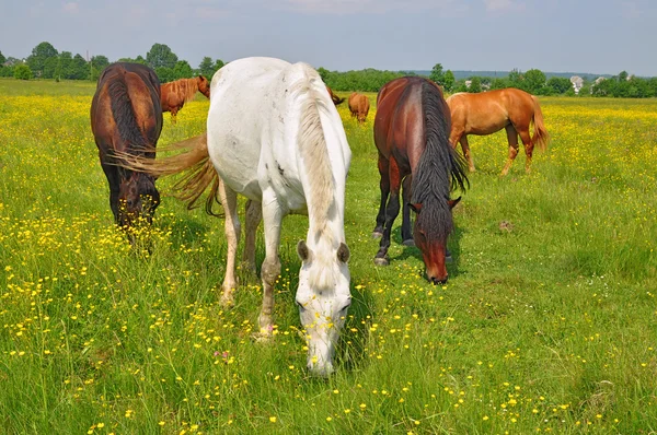 Cavalos em um pasto de verão. — Fotografia de Stock