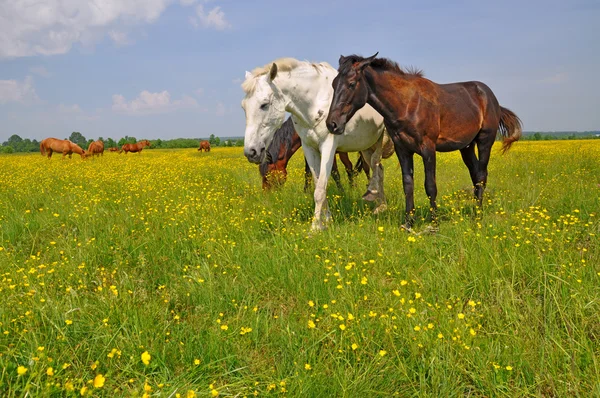 Коні на літньому пасовищі . — стокове фото