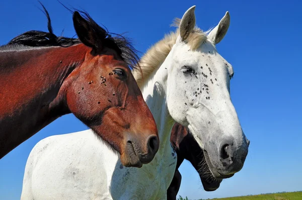 Cabezas de caballos —  Fotos de Stock