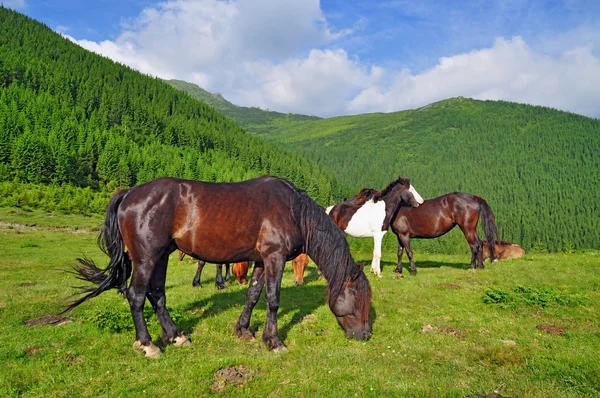 Paarden op een zomer berg grasland — Stockfoto