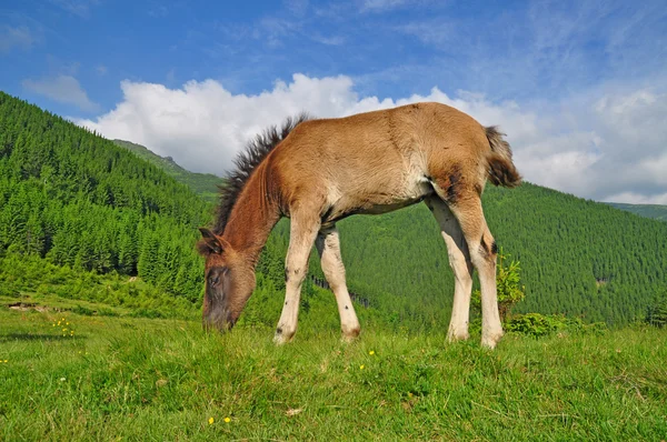 Foal 산 여름 방목 지에 — 스톡 사진