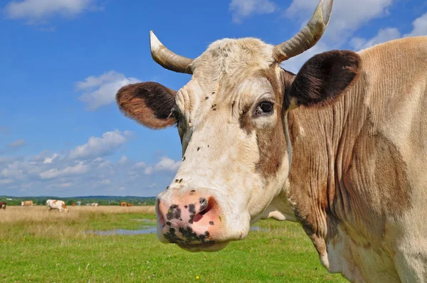 Kop van een koe — Stockfoto