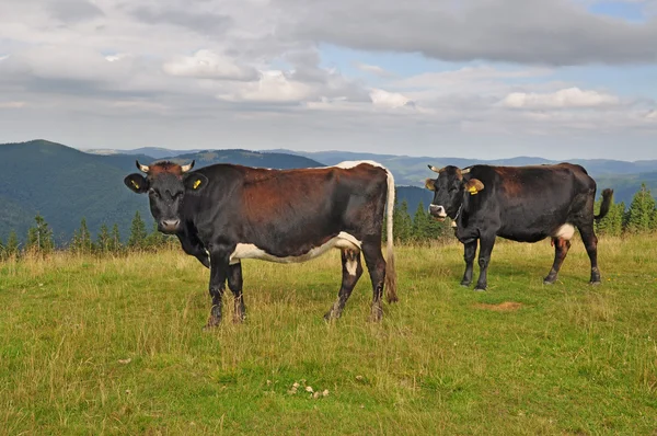 Krávy na letní horské pastviny — Stock fotografie