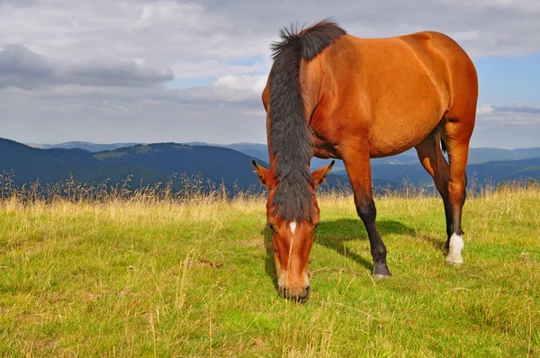 Paard op een zomer berg grasland — Stockfoto