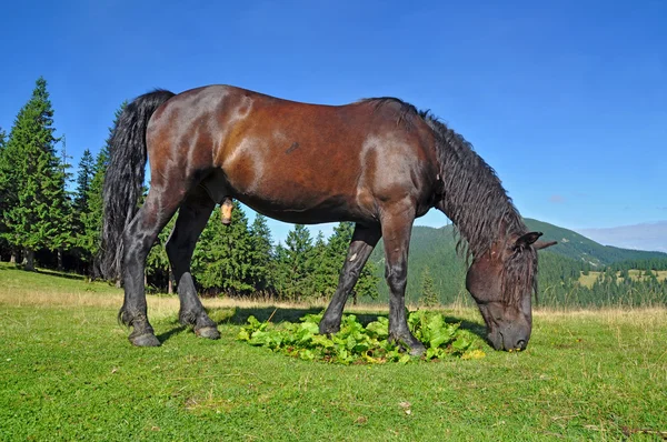 Pferd auf einer Sommer-Alm — Stockfoto