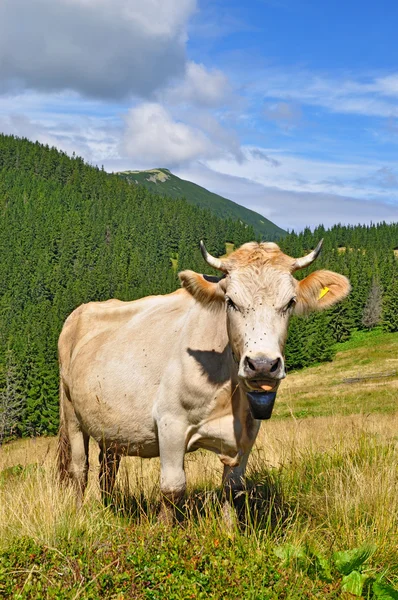 Vaca en un pasto de montaña de verano —  Fotos de Stock
