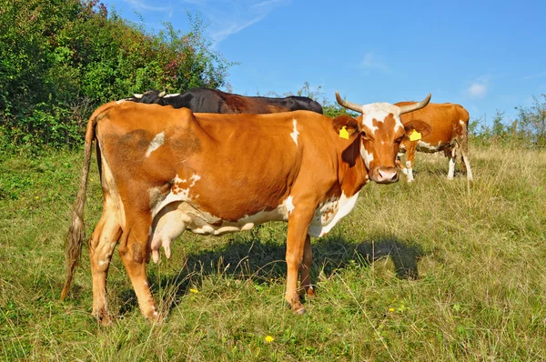 stock image Cows on a summer pasture