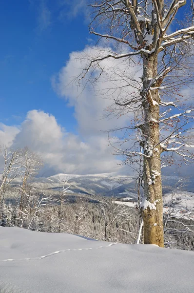 Сніг на схилі пагорба — стокове фото